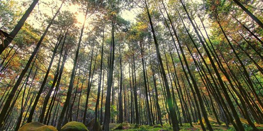 Keindahan Wisata Gunung Pancar Hutan Pinus Sentul