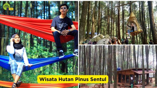 Pesona Alam di Hutan Pinus Sentul: 5 Alasan untuk Mengunjunginya